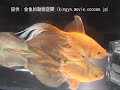 金魚フリー部門 銅賞（3位）：鉄魚（テツギョ）