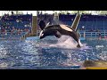 Orca Encounter - One Song - SeaWorld San Antonio