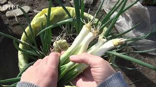 Sprouted onions, planted in pots