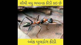 સૌથી વધુ ભયાનક કીડી ક‌ઈ છે ! બ્લેક બુલડોગ કીડી