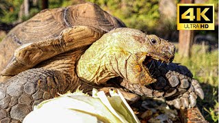 不器用なカメがキャベツに食らいつく姿が愛おしすぎた【4Kで見る動物園】Tortoise eating cabbage 4K