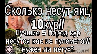 СКОЛЬКО ЯИЦ В ДЕНЬ НЕСУТ 10 КУР//ЛУЧШИЕ ПОРОДЫ//НУЖЕН ЛИ ПЕТУХ?