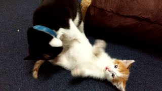 Cat Bullies Kitten