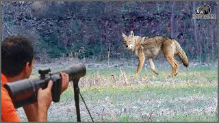 Top 35 Most Incredible Coyote Insane Hunting Headshots