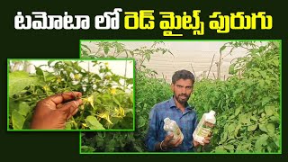 #TomatoCrop #Vaayuu #Yantra టమోటా లో రెడ్ మైట్స్ పురుగు | #Organic | YK Laboratories