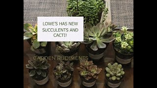 Succulents and Cacti from Lowe's