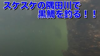 [ヘチ釣り]　水潮Max でもどうにか黒鯛を釣る！