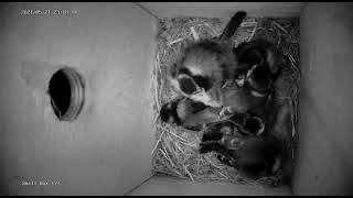 Everyone was asleep in the blue tit nest, then someone went and moved.