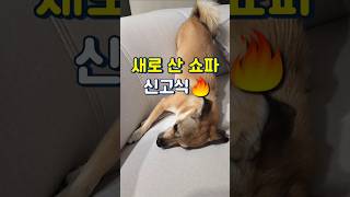 새 쇼파에서 무한 땅굴파기🔥 살림 다 거덜내네