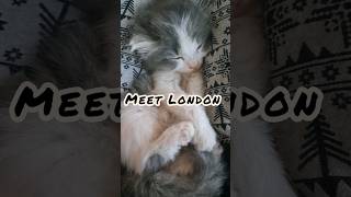 Meet London 😸 "Heartwarming Kitten Rescue Story"  #rescuekitty