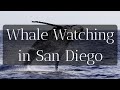 Whale Watching in San Diego  || IS IT WORTH IT?