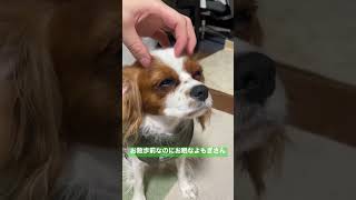 お散歩前に喜びすぎて眠たくなるキャバリアが可愛すぎる…！#cavalier #キャバリア #お散歩