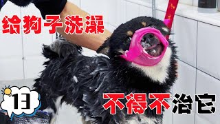 乱咬人的柴犬敢不敢去洗澡？这暴脾气属实怕了，不得不治它！【犬道app】