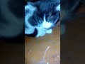 বিড়ালকে কেউ মারবেন না। বিড়াল cat catlover