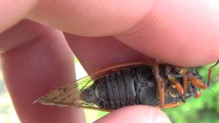 Male Magicicada cassini in Staten Island NYC