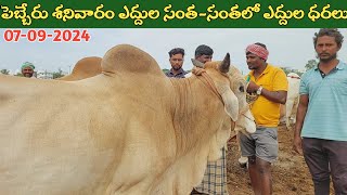 పెబ్బేరు శనివారం ఎద్దుల సంత | Pebbair Saturday Bulls market | Oxen prices | 07-09-2024 ‎@purnafarms 