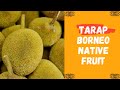 Food Tasting: Tarap (Borneo Native Fruit)