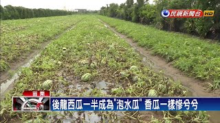 連日大雨成泡瓜 苗栗西瓜災損高達5成－民視新聞