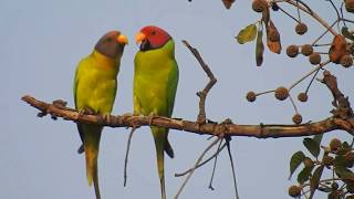 Plum-headed Parakeet - Beautiful Moments