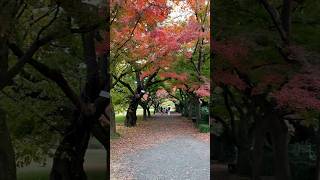 日本東京小石川植物園 紅葉名所🍁Are you ready? #japan #tokyo #travel #wanderlust #nature #景點