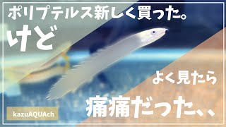 ポリプテルスを新しく買ってきました。買うときは気づかなかった体の異変。#アクアリウム ＃ポリプテルス　＃古代魚