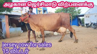 அழகான ஜெர்சி மாடு விற்பனைக்கு | Jersey cow for sales | kalnadai tholan