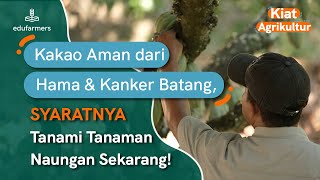 Tanaman Naungan Ampuh Lindungi Kakao dari Kerusakan!