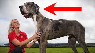 THE BIGGEST DOGS IN THE WORLD!!!GIANT DOGS!!!