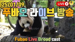 25년 01월 09일 푸바오 영상 라이브 방송(25.01.09 Fubao Live Broad Cast) : 푸바오가 건강하고 행복하길~❤❤