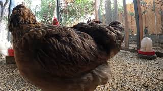 Backyard Chickens Fun Coop Continuous Sounds Noises Hens Clucking Roosters Crowing!