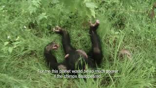 Hilde and the Chimps trailer - WFFR 2017