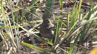 野鳥：タシギ／湿地で休憩中(7D)