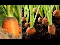 Brilliant Idea | How to Grow Carrots at Home to Produce Many Bulbs