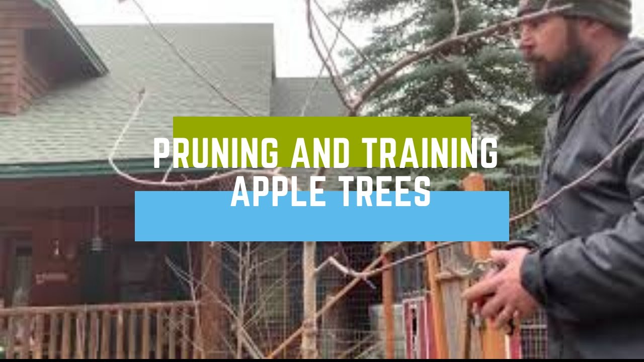 Pruning And Training Apple Trees Youtube