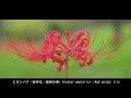 秋の日の散策　山田池公園　2021　大阪府枚方市　feel autumn yamadaike park 2021 hirakata city osaka japan