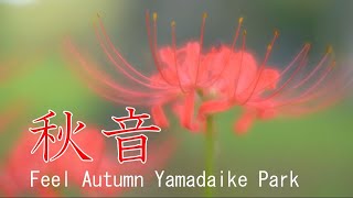 秋の日の散策　山田池公園　2021　大阪府枚方市　Feel Autumn Yamadaike Park 2021 Hirakata City, Osaka Japan