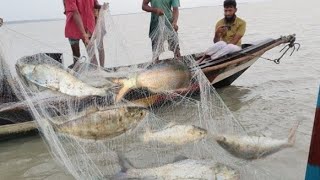 সুস্বাদু তাজা তাজা ইলিশ ধরা পড়তেছে বর্তমান নদীতে। Hilsa fishing live video.