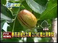 採收遇大雨 紅棗裂果逾2 3－民視新聞