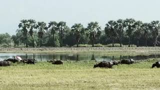 タイの田舎の風景4 のどかな田園風景に水牛