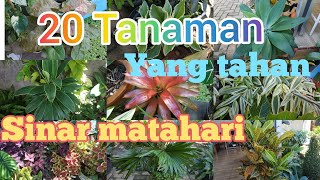 20 tanaman hias yang tahan sinar matahari