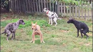 Try Not To Laugh Dogs And Cats 😁 - Funniest Animals Video 2023🐧 #Ever1