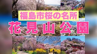 福島桜の名所！花見山公園　福島旅行ならここ！おすすめ観光スポット2021