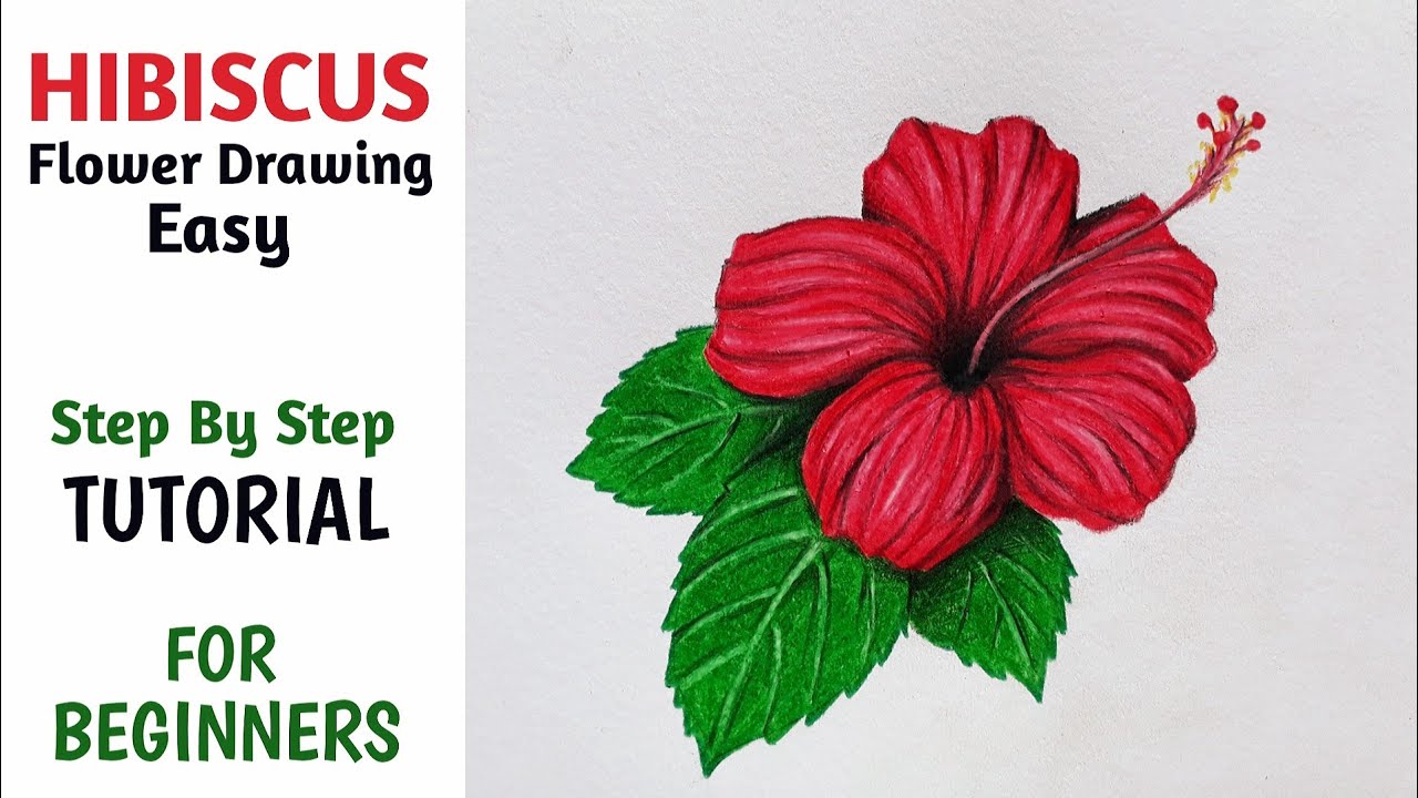 Hibiscus Flower Drawing Easy Step By Step Drawings Infoupdate Org