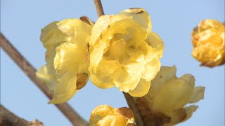 春の訪れを感じて…ふんわり甘い香りに鮮やかな黄色　高松市でロウバイが開花