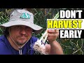 Don't Harvest Garlic Early! - Garden Garden Quickie Ep154