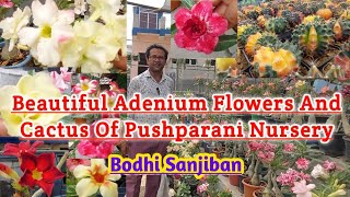 Beautiful Adenium Flowers And Cactus Of Pushparani Nursery||Bodhi Sanjiban||