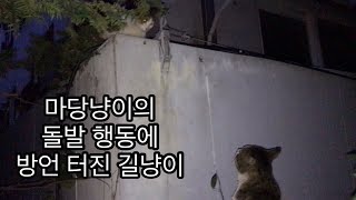 마당냥이의 돌발 행동에 방언 터진 길냥이