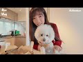 【kira vlog】 lunar new year week ￼女人街辦年貨🪭澳門小遊記🛥️￼家居新年佈置🧧突擊維園年宵🤩拜年￼拜車公廟行大運🤘🏻✨