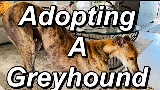 The Greyhound Adoption Process