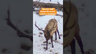 Public Land Bruiser! Elk Hunt